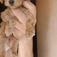 Barboncino red toy maschietto