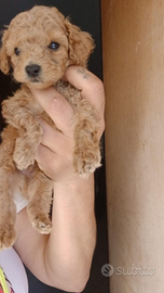 Barboncino red toy maschietto