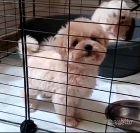 Maltipoo toy