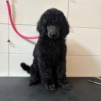 Cucciolo barbone