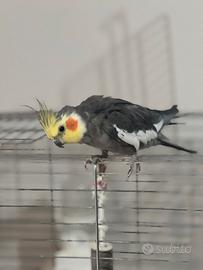 Calopsite maschio e femmina allevati a mano