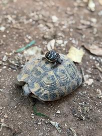 Tartarughe di terra