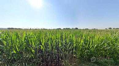 Terreno di 7330 m² a Castiglione delle Stiviere