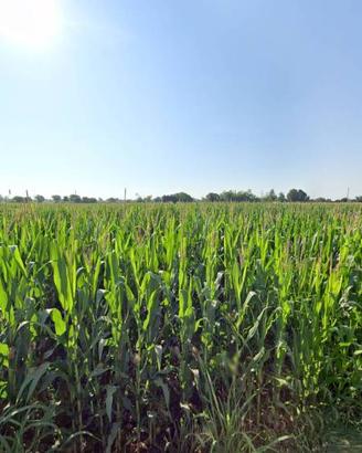 Terreno di 7330 m² a Castiglione delle Stiviere