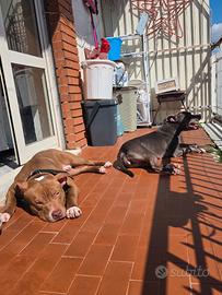 Cuccioli di pitbull