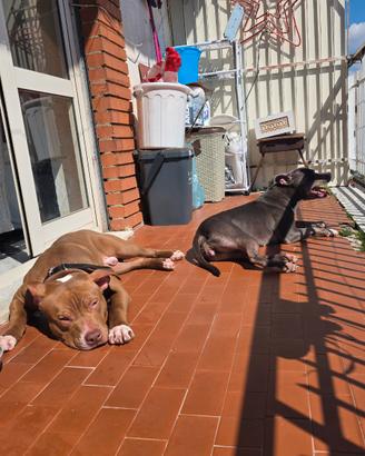 Cuccioli di pitbull