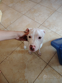 Pitbull