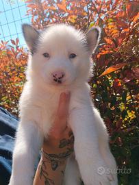 Cuccioli Siberian Husky