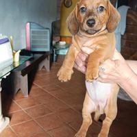 Cuccioli di bassotto