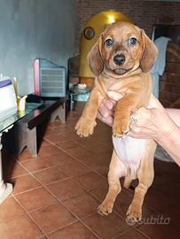 Cuccioli di bassotto