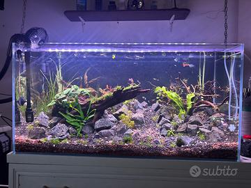 Acquario