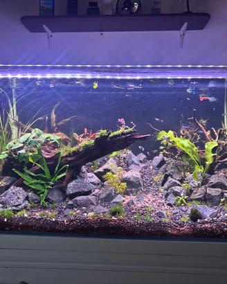 Acquario