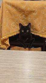 Gattina