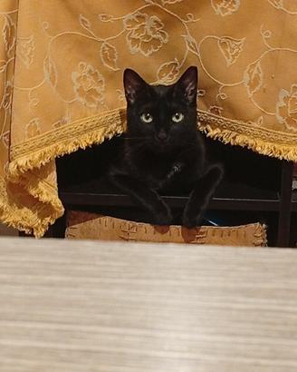 Gattina