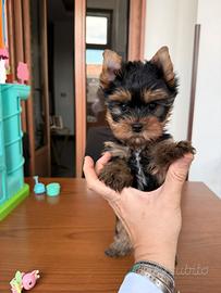 Yorkshire terrier con pedigree