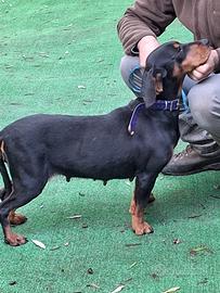 Kopov femmina pronta cacci al cinghiale