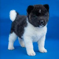 Akita americano