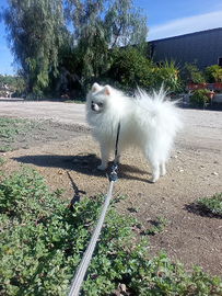 Spitz di Pomerania bianco per monte