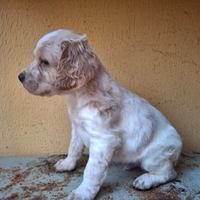 Cuccioli Epagneul Breton