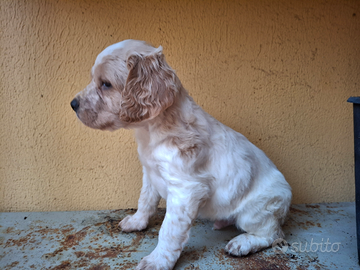 Cuccioli Epagneul Breton