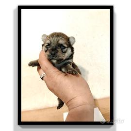 Spitz pedigree ENCI