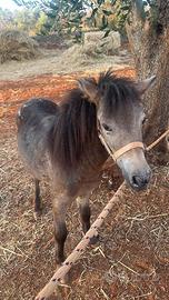 Pony femmina