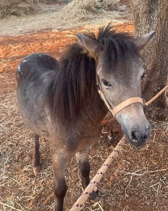 Pony femmina
