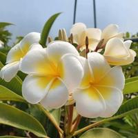 Talee di Plumeria Palermitana