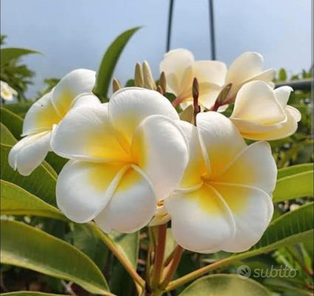 Talee di Plumeria Palermitana - Giardino e Fai da te In vendita a Messina