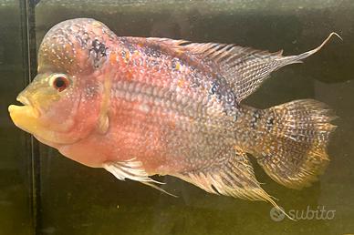 Ciclide FLOWERHORN 25cm