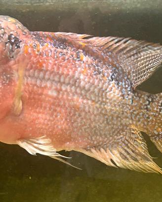 Ciclide FLOWERHORN 25cm