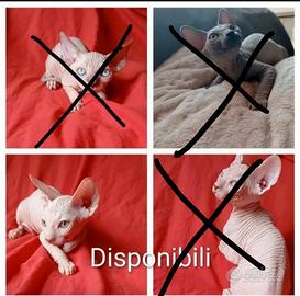 Sphinx cuccioli