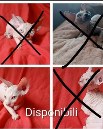 Sphinx cuccioli