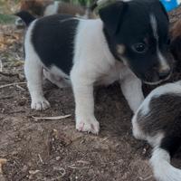 Cuccioli jack russel