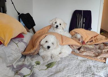 Cuccioli bichon frisee