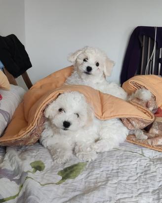 Cuccioli bichon frisee