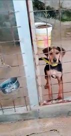 Cane da caccia al coniglio