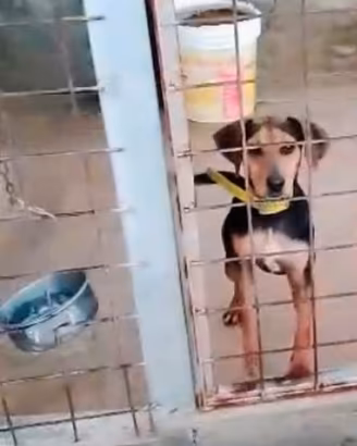 Cane da caccia al coniglio