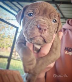 American Pitbull terrier in standard ADBA