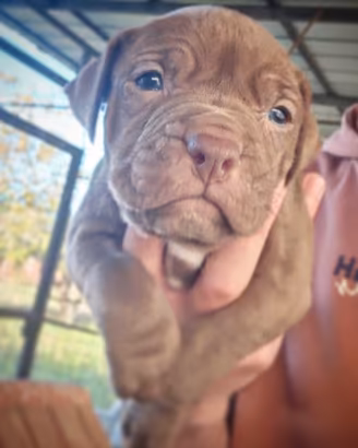 American Pitbull terrier in standard ADBA