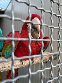 Ara chloroptera femmina