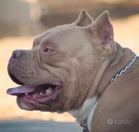 American bully