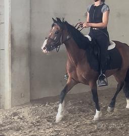 Pony