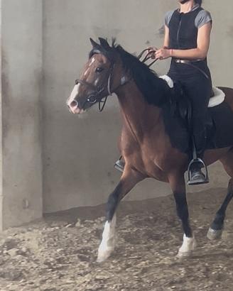 Pony