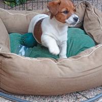 Cucciolo di Jack Russell