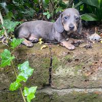 Maschietti di bassotto nano colore blu