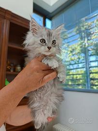 Maine coon con pedegree