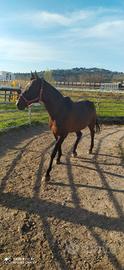 cavallo baio regal