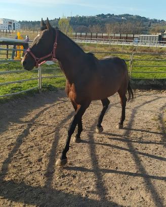 cavallo baio regal
