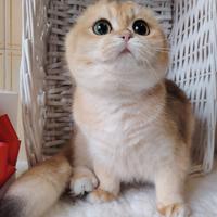 Gattina SFS ny12, con pedigree